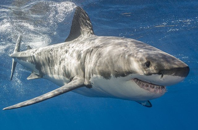 17 specii de rechini sunt in pericol de disparitie