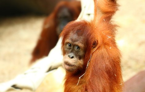 Un urangutan adormit, doua gecko si cinci soparle, gasite in bagajul unui rus, pe aeroportul din Bali