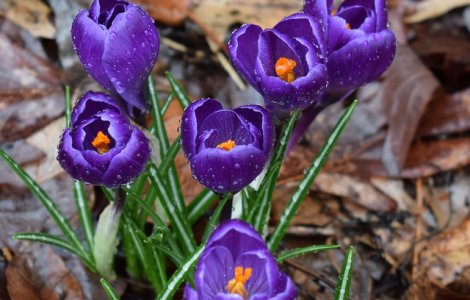 Se raceste vremea si vin ploile. Prognoza meteo pana pe 7 aprilie