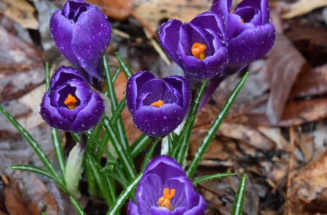 Se raceste vremea si vin ploile. Prognoza meteo pana pe 7 aprilie