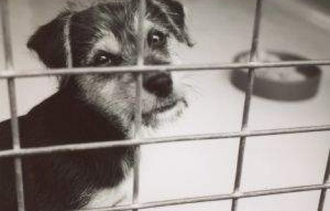 Legea Eutanasierii devine Legea Adaposturilor si a Sterilizarii