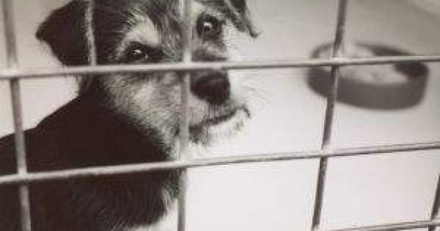 Legea Eutanasierii devine Legea Adaposturilor si a Sterilizarii