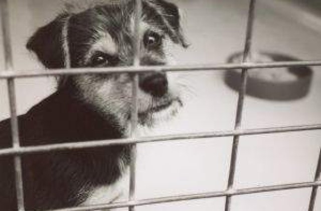 Legea Eutanasierii devine Legea Adaposturilor si a Sterilizarii