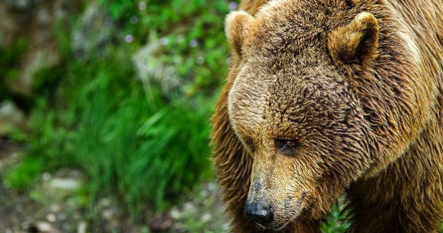 Tanarul ucis de urs s-a apropiat de barlog si a aruncat cu lemne si alte obiecte. Ursoaica ar putea fi impuscata
