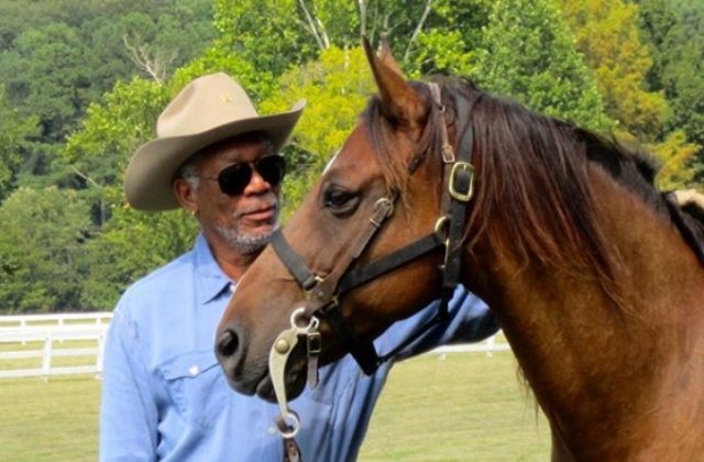 Morgan Freeman si-a transformat ferma intr-un sanctuar menit sa salveze albinele si Pamantul