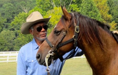 Morgan Freeman si-a transformat ferma intr-un sanctuar menit sa salveze albinele si Pamantul