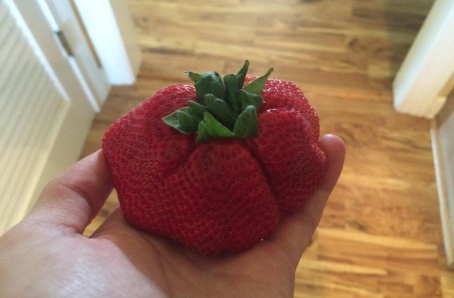 Norocul le-a suras: 15 imagini care ilustreaza ce inseamna sa castigi la "loteria alimentelor"