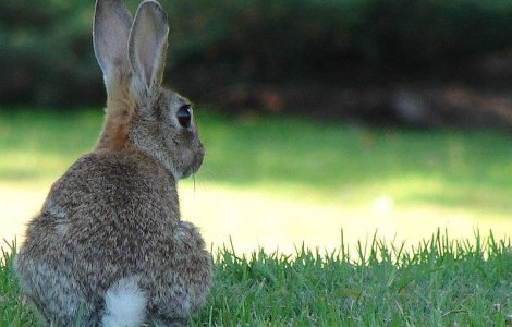  Top  Vedete "urecheate": Cei mai faimosi iepurasi