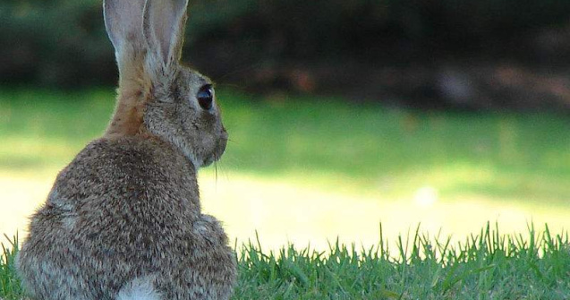  Top  Vedete "urecheate": Cei mai faimosi iepurasi