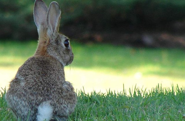 Vedete "urecheate": Cei mai faimosi iepurasi