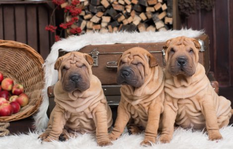  Top  15 imagini care surprind frumusetea cainilor din rasa Shar Pei