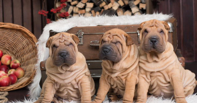  Top  15 imagini care surprind frumusetea cainilor din rasa Shar Pei