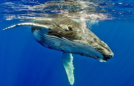 O balena insarcinata, gasita moarta cu peste 20 de kilograme de plastic in stomac