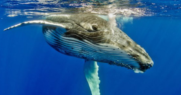 O balena insarcinata, gasita moarta cu peste 20 de kilograme de plastic in stomac