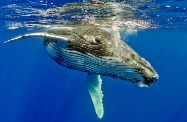 O balena insarcinata, gasita moarta cu peste 20 de kilograme de plastic in stomac
