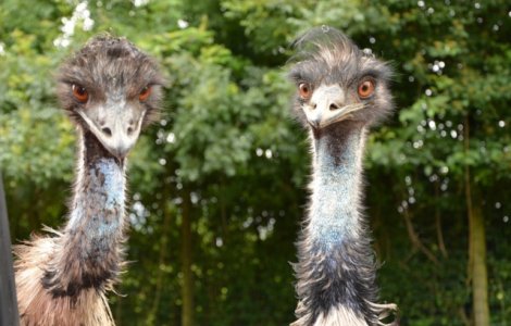  Top  Razboaie absurde: conflicte bizare pornite de la un caine sau galeata