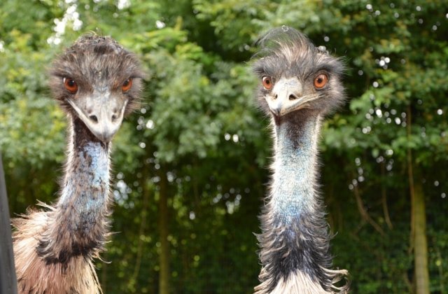 Razboaie absurde: 9 conflicte bizare pornite de la un caine sau o galeata