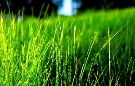  Video  Amenintare "invizibila": Capusele au invadat Capitala