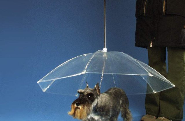 Descopera umbrela pentru cainele tau