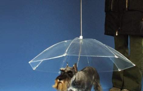 Descopera umbrela pentru cainele tau