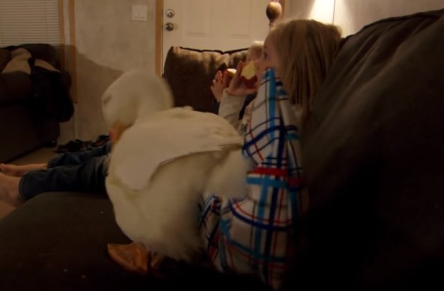 Relatia adorabila si neobisnuita dintre o fetita si rata pe care a primit-o in dar