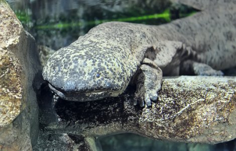 Cel mai mare amfibian de pe planeta, expus la gradina zoologica din Londra