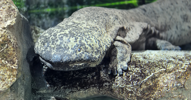 Cel mai mare amfibian de pe planeta, expus la gradina zoologica din Londra