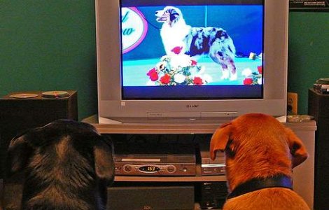  Video  Primul canal TV pentru catei s-a lansat online