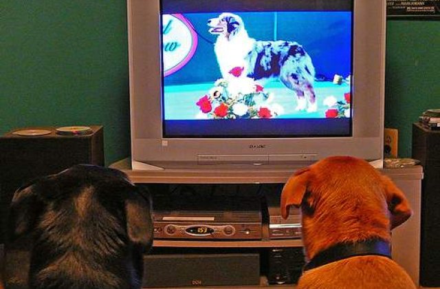 [VIDEO] Primul canal TV pentru catei s-a lansat online