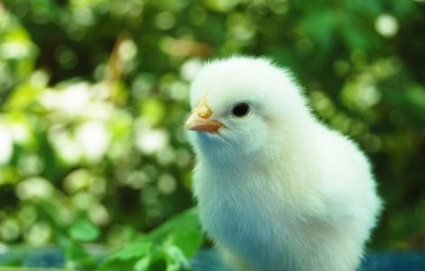 IMPOSIBILUL e posibil! O gaina a nascut un pui viu