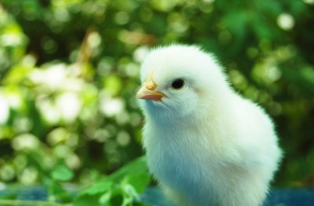 IMPOSIBILUL e posibil! O gaina a nascut un pui viu