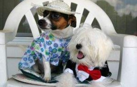  Top  Miliardari in patru labe: Cele mai bogate animalute din lume