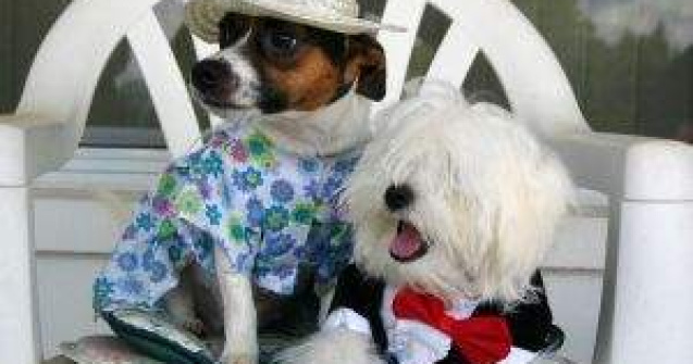  Top  Miliardari in patru labe: Cele mai bogate animalute din lume