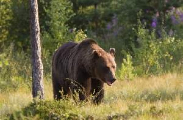 Vanatoarea de ursi bruni: infractiune in UE, hobby in Romania