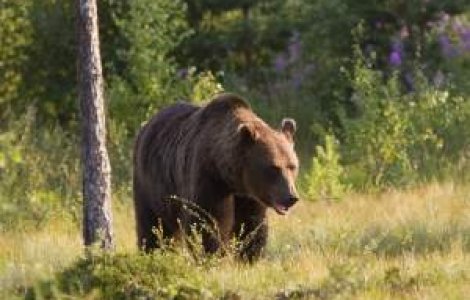 Vanatoarea de ursi bruni: infractiune in UE, hobby in Romania