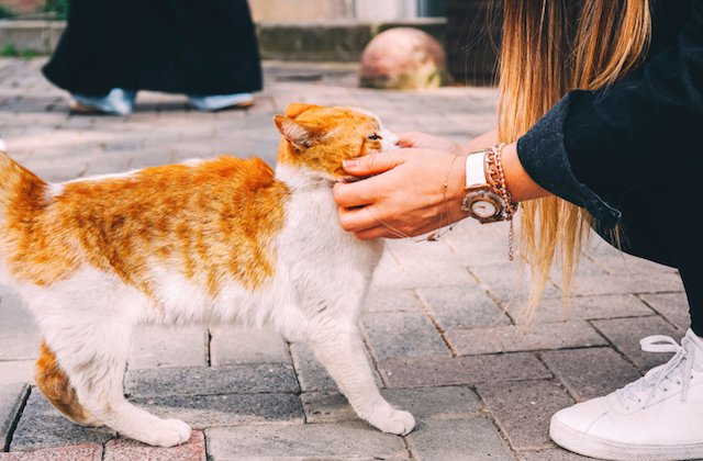 Top 7 destinatii perfecte pentru iubitorii de pisici