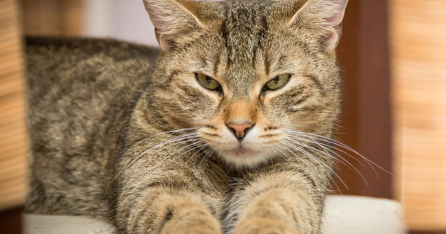 Studiu: Pisicile domestice sunt capabile sa isi recunoasca numele