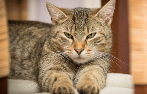 Studiu: Pisicile domestice sunt capabile sa isi recunoasca numele