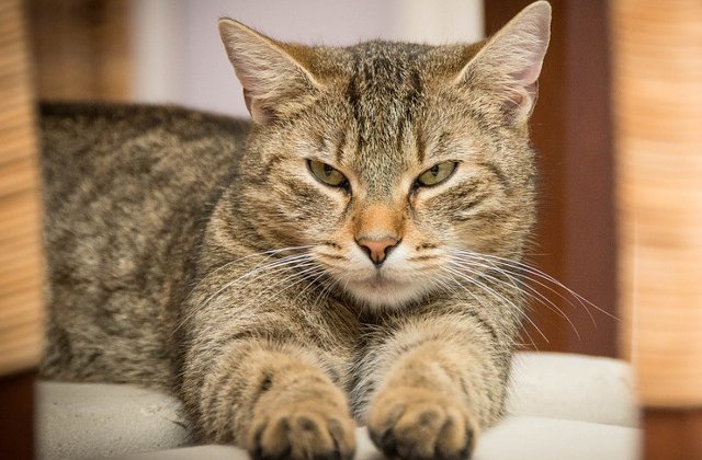 Studiu: Pisicile domestice sunt capabile sa isi recunoasca numele