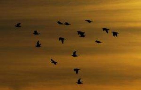 Air Force 2, avariat dupa ce a lovit un stol de pasari