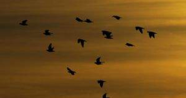 Air Force 2, avariat dupa ce a lovit un stol de pasari