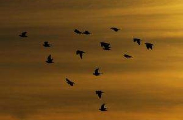 Air Force 2, avariat dupa ce a lovit un stol de pasari