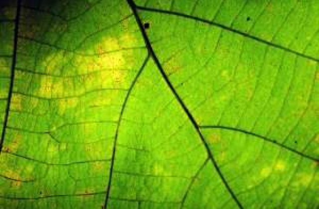 De ce s-a "inverzit" PDL?