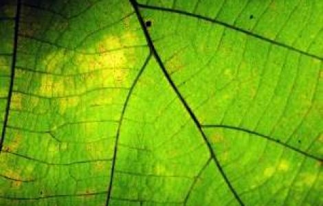 De ce s-a "inverzit" PDL?