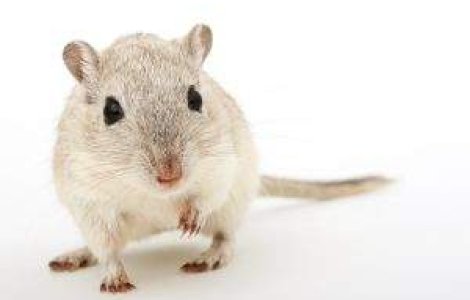 Iaurtul, alimentul barbatilor adevarati