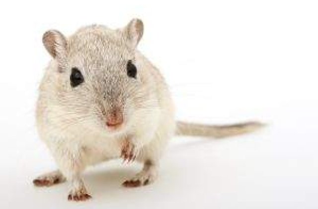 Iaurtul, alimentul barbatilor adevarati