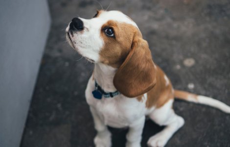 Studiu: Cainii sunt capabili sa detecteze cancerul cu ajutorul mirosului