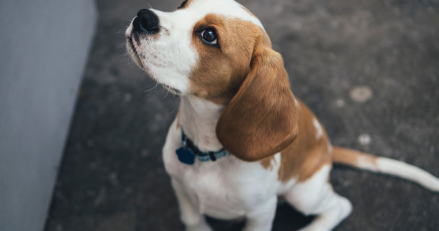 Studiu: Cainii sunt capabili sa detecteze cancerul cu ajutorul mirosului