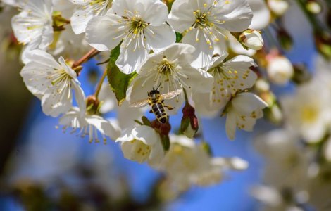 Caz rar. Un medic a extras patru albine vii din ochiul unei femei/ VIDEO