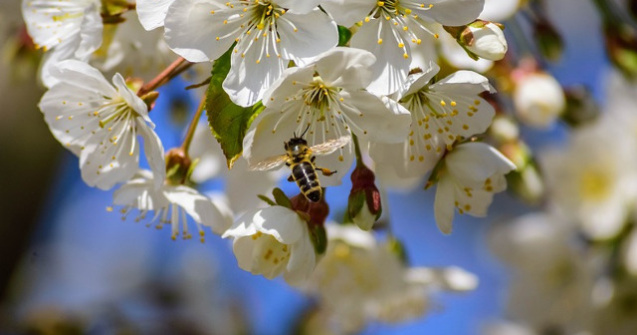Caz rar. Un medic a extras patru albine vii din ochiul unei femei/ VIDEO